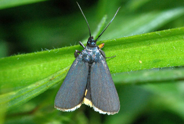 Pyralidae 1 - Catastia marginea